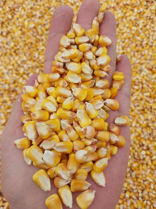 Месни Макка дон бор 4300 с  юкланади