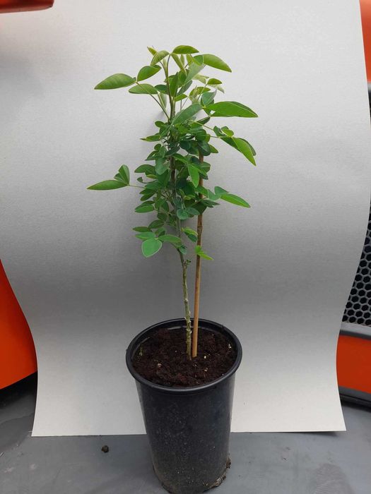 Златен дъжд - Laburnum wat.Vossii