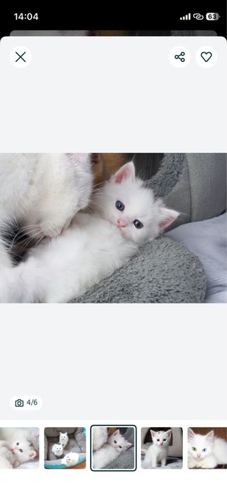 турецкая ангора котята 1 месяцев посредников не беспокоит