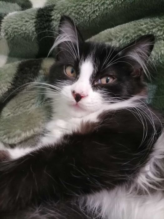 Котята в добрые руки!