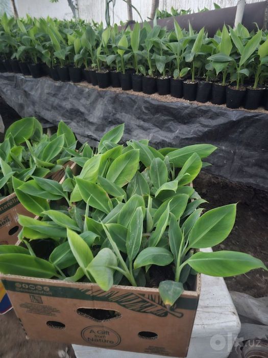 Banan va Papaya ko'chatlari garantyali