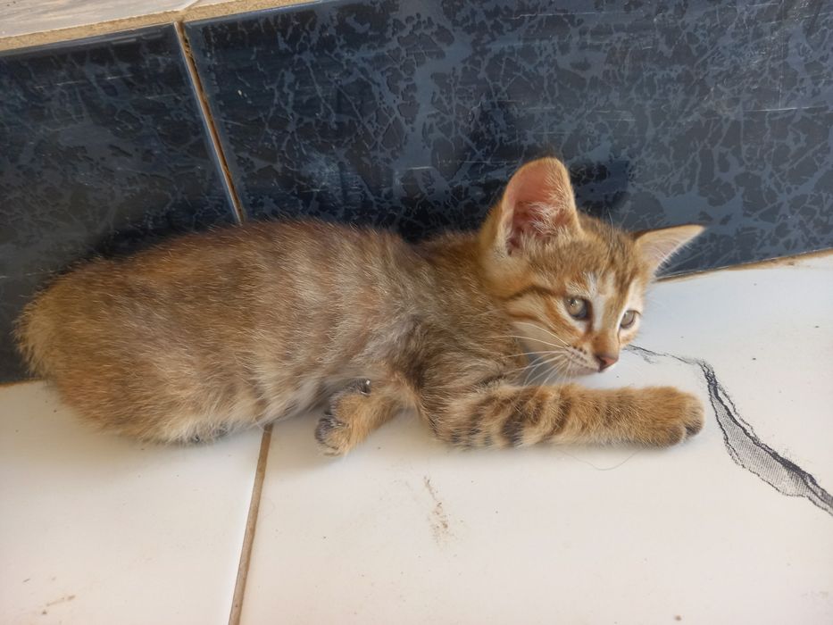 Котенок Мушукча яхши кулларга