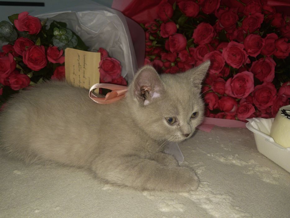 Британский котик,породистый