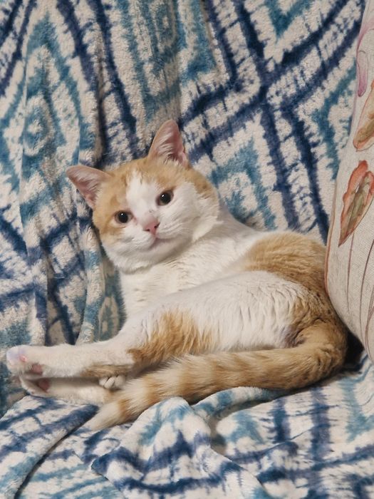 Кот в добрые руки