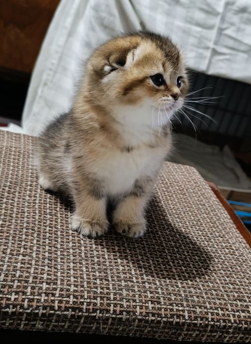 Продам котят скотиш фолд и страйт