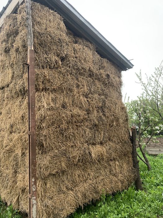 Люцерна жонышка