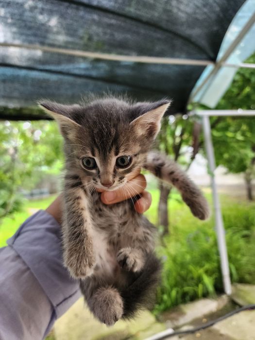 Мысық.котята.5000 тнг
