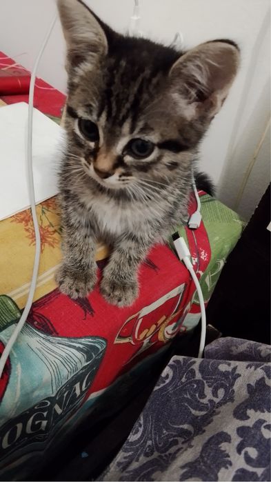 Котята девочки ищут семью