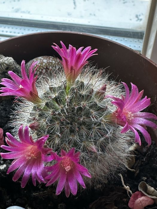 Кактусы  для дома