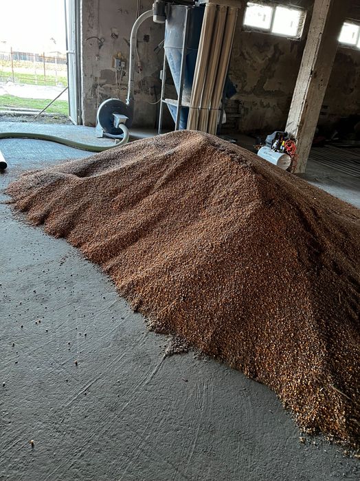 Vând triticale furaj