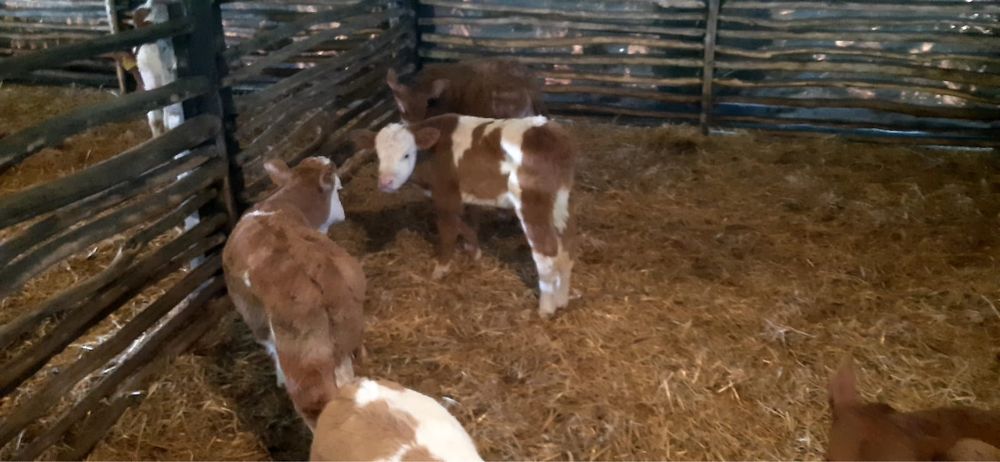 Vând viței semi înțărcați de la 4 la 8 săptămâni