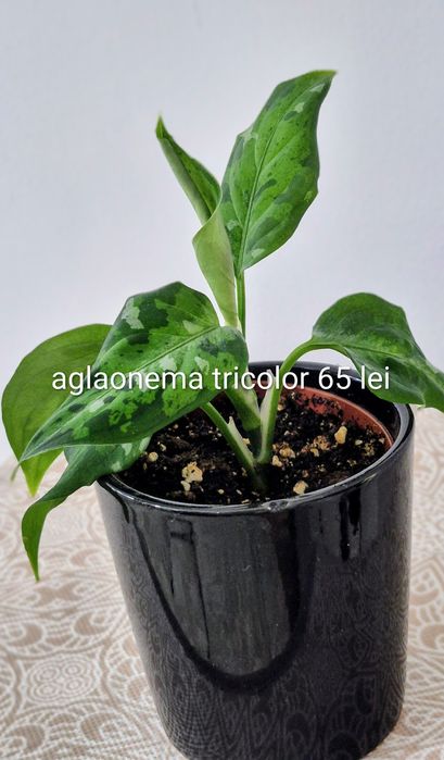 Monstera, begonia, scindapsus , philodendron, thai,aglaonema