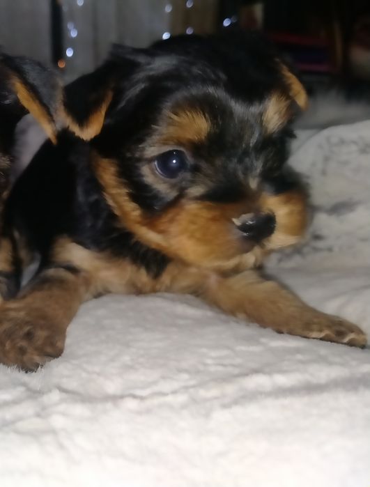 Йоркширский терьер