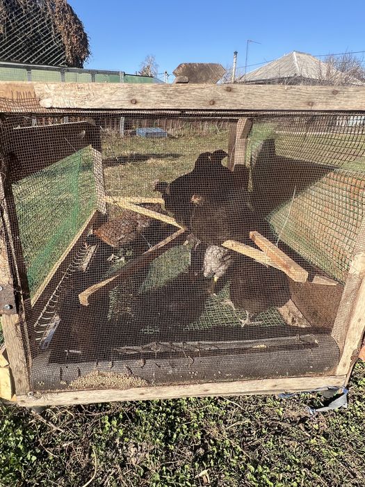 Продам подросших цыплят