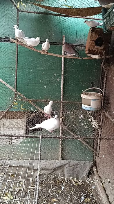 Vând schimb 3 perechi turturele răzătoare de 2025