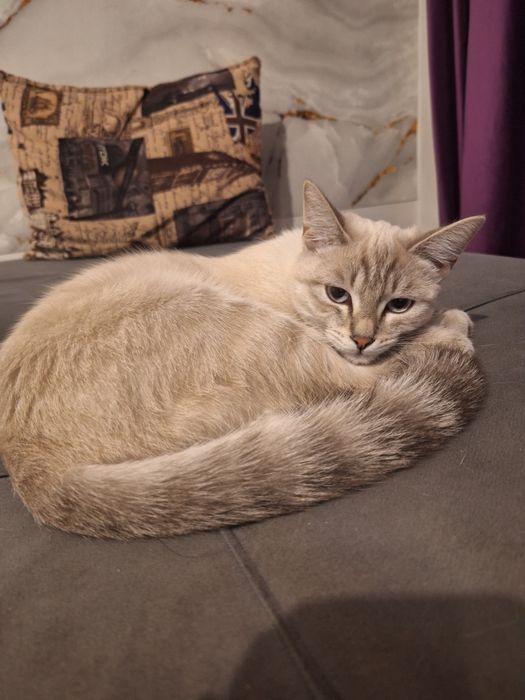 Отдам котенка в хорошие руки