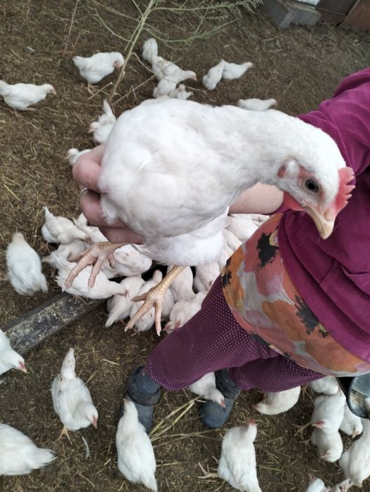 Vând pui Podari ...