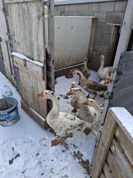 Vând sau schimb  gâscani