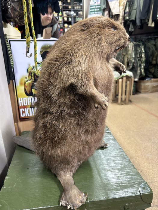 Чучело бобр продам