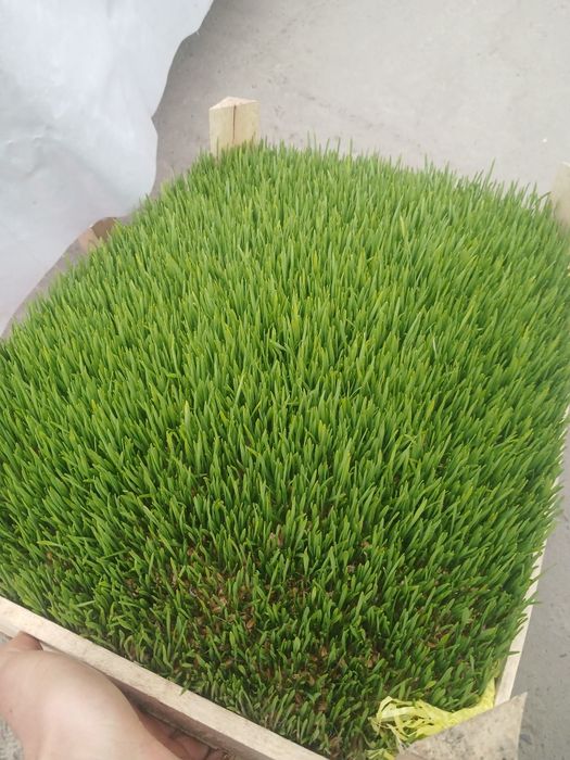 Sumalak va undirilgan bugʻdoy sotamiz...