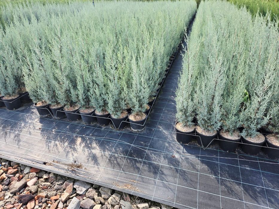 Cupressus Arizonica Fastigiata