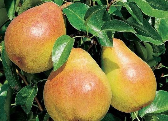 Par (Soiul Decana Comisiei )