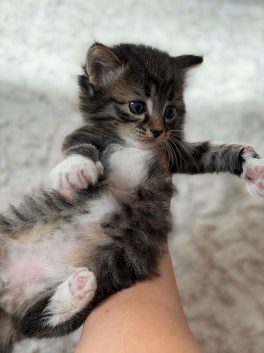 Продам шотладнских котят