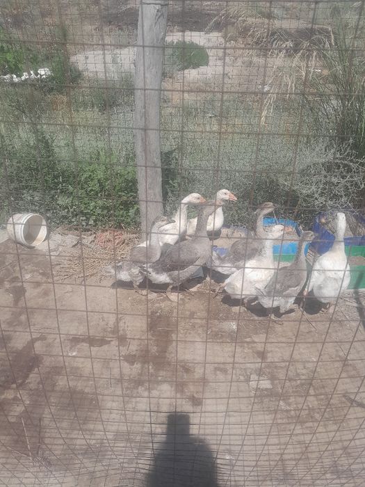 Продам индюшат и гусят разные возраст.