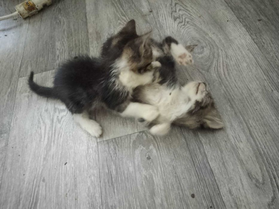 Подарявам котенца