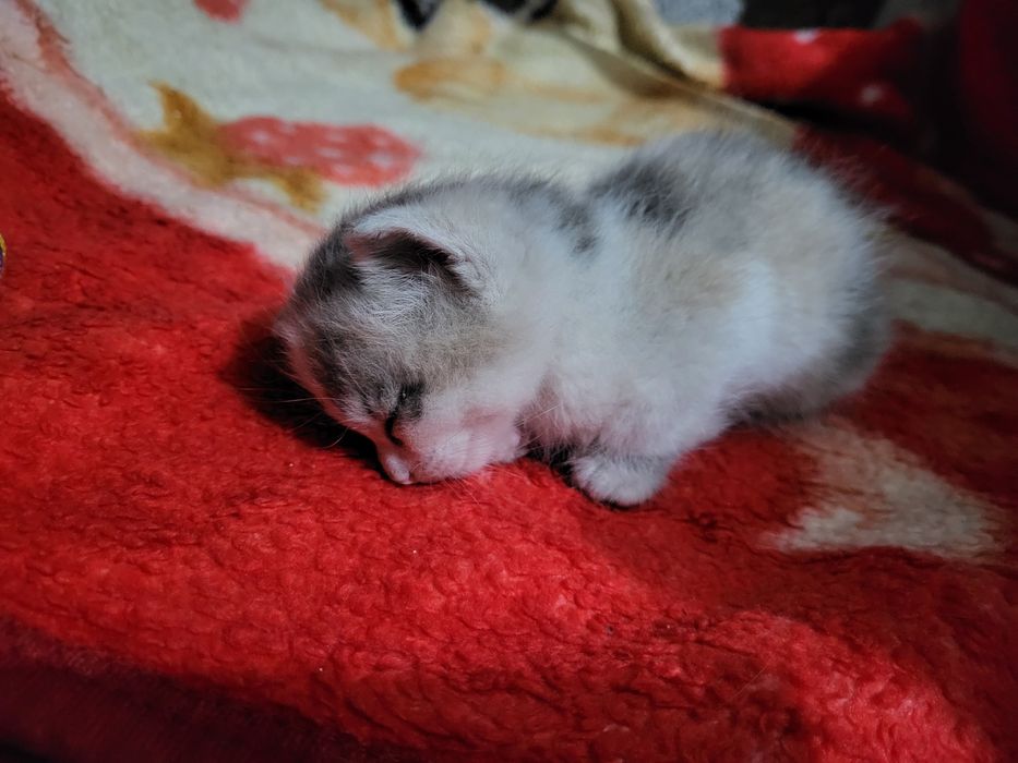 Кошечка девочка в добрые руки