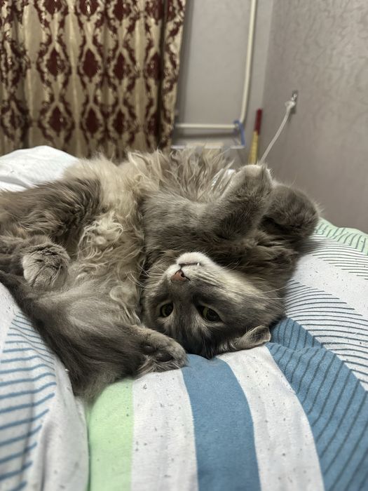 Отдаю кота в добрые руки