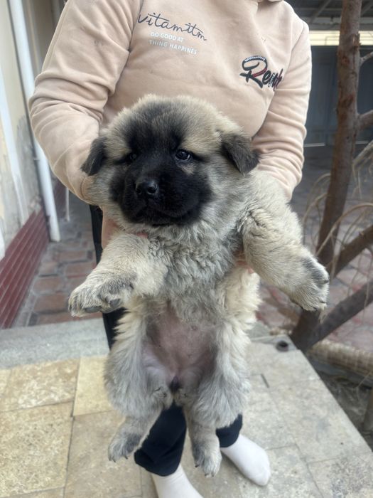 Продаются щенки здоровые