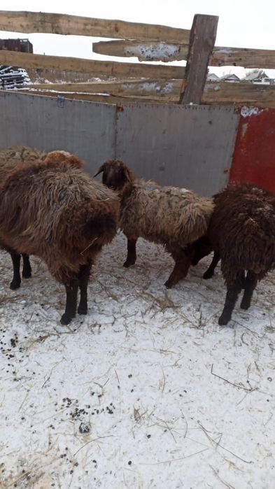 Сельхоз животное