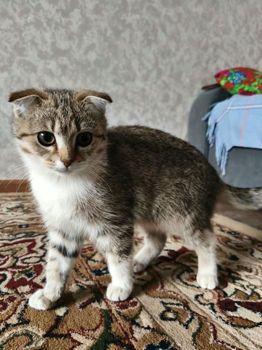Продается Шотланская вислоухая