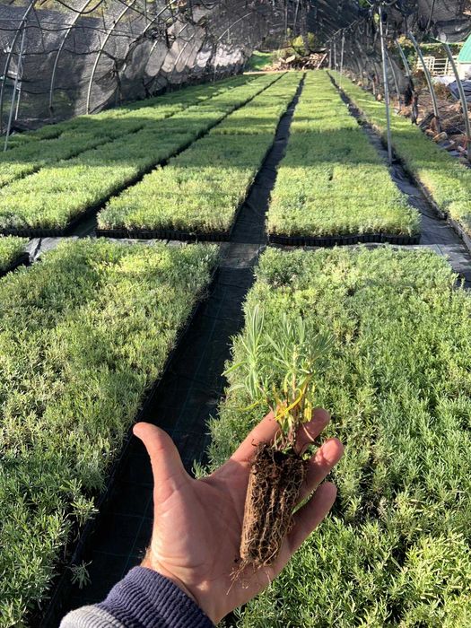 Butasi de lavanda  (lavandin super si grosso) campania 2025-2026