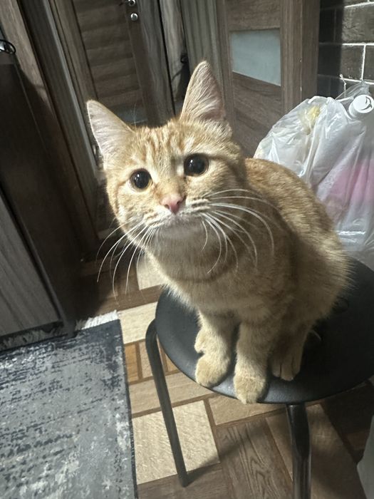 Отдам кошку бесплатно