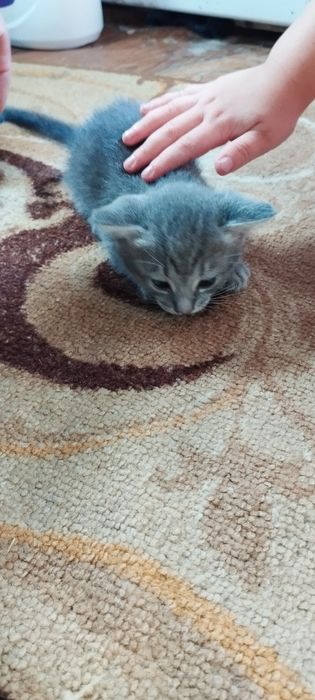 Котята продам шотландская