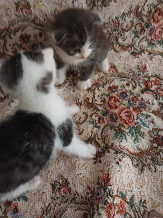 Отдам котят в добрые руки!