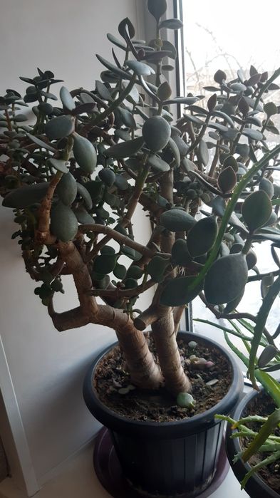 Денежное дерево ,толстянка