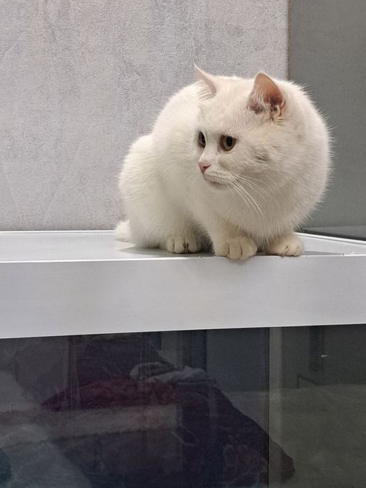 Британ скотш страйт