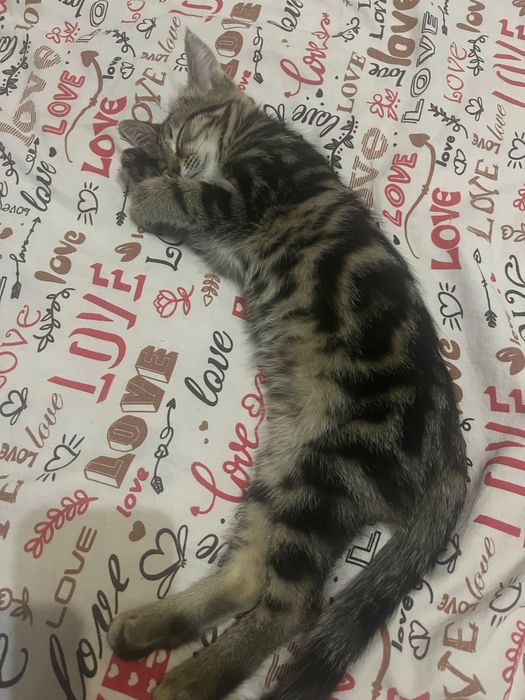 Продам котенка породестая девочка