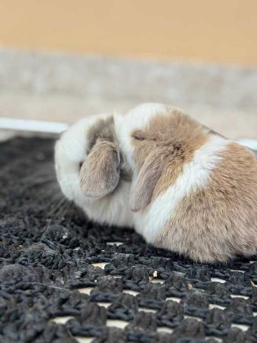 Quyon, Кроллик,Rebbit