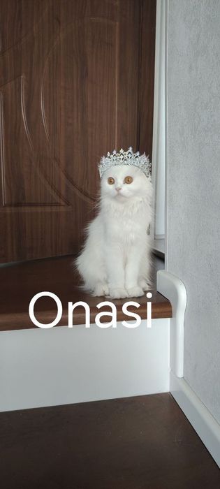 Скотиш страйт девочка