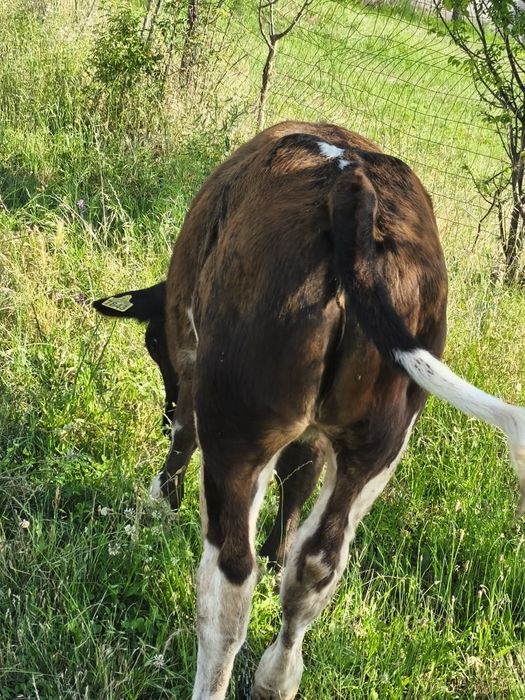 Junica și o vitea holstein