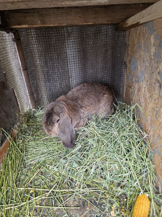 Iepuroi berbec german de monta