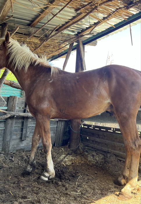 Еркек құнан САТЫЛАДЫ !