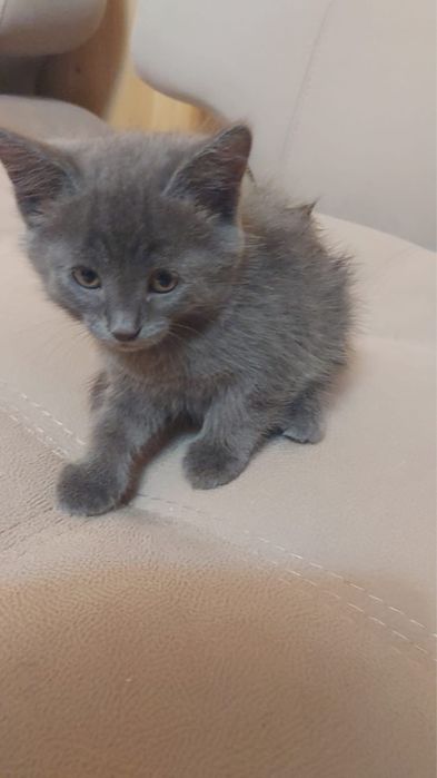 Котята 1,5 месяца