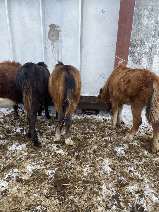 6 бас жабагы сатам