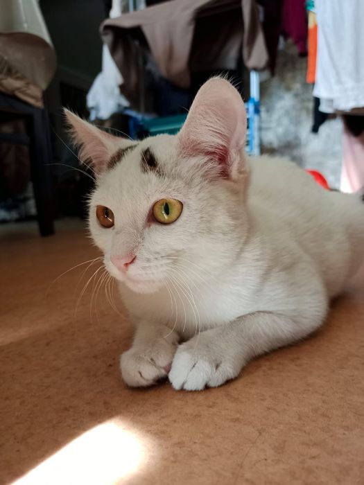 Котенок в добрые руки