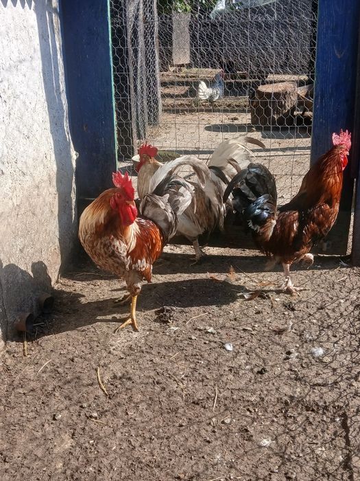 Cocoși rasă mixtă
